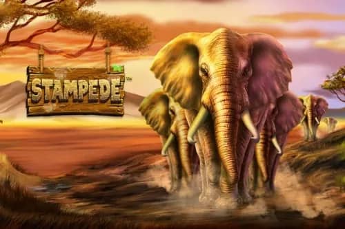 Stampede slot preview